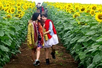 Tận mục cánh đồng hoa hướng dương hot nhất thời gian gần đây