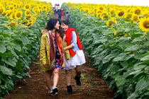 Tận mục cánh đồng hoa hướng dương hot nhất thời gian gần đây