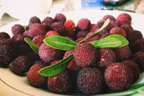 Quả thanh mai rừng đang gây sốt được nhập từ Trung Quốc