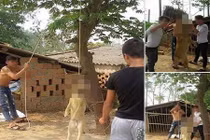 Đám trai làng treo cổ chó lên cây, dân mạng sôi sục