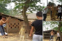 Đám trai làng treo cổ chó lên cây, dân mạng sôi sục