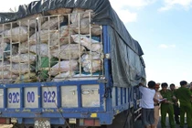 Kinh dị làm bột nêm bằng 10 tấn xương động vật có giòi 