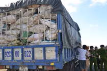 Kinh dị làm bột nêm bằng 10 tấn xương động vật có giòi 