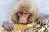 Đặt tên khỉ giống tiểu công chúa Anh, vườn thú bị ném đá