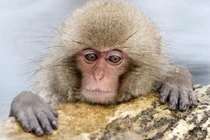 Đặt tên khỉ giống tiểu công chúa Anh, vườn thú bị ném đá