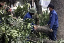 Vụ chặt 6700 cây xanh ở HN làm dân mạng buốt ruột