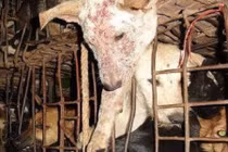 Chuyện chú chó được giải thoát khỏi quán nhậu Hà Nội