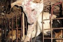 Chuyện chú chó được giải thoát khỏi quán nhậu Hà Nội