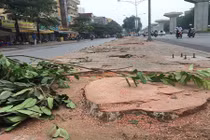 Chặt hàng trăm cây cổ thụ ở Hà Nội