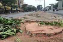 Chặt hàng trăm cây cổ thụ ở Hà Nội