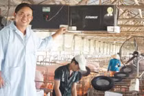 Lạ đời lợn ngày ngủ, đêm nghe nhạc trữ tình ở Đồng Tháp