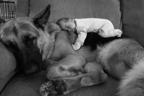 Tình bạn tuyệt vời của em bé và thú cưng