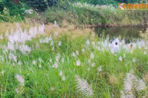 Sắc trắng hoa lau ven sông Hồng mơ màng dịp đông về