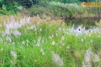 Sắc trắng hoa lau ven sông Hồng mơ màng dịp đông về