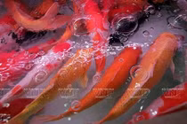 Thú chơi cá cảnh rước tài lộc gây sốt dân Hà Nội