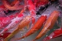 Thú chơi cá cảnh rước tài lộc gây sốt dân Hà Nội