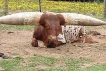 Tận mục những giống bò hình thù kỳ quái đến chết cười