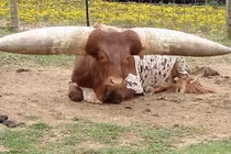 Tận mục những giống bò hình thù kỳ quái đến chết cười