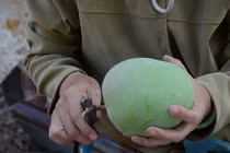 Xem đại gia Việt trồng xoài cực khủng hái ra tiền