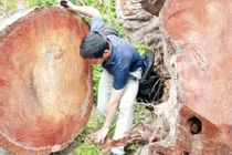 Cây xanh Hà Nội bị chặt, gỗ được mang đi đâu?