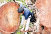 Cây xanh Hà Nội bị chặt, gỗ được mang đi đâu?