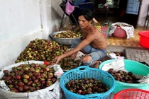 Quả măng cụt từ cây trăm tuổi giá 20.000 đồng/kg