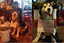 Chú chó theo chủ đi "bán hoa nuôi thân" ở Đà Lạt