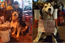 Chú chó theo chủ đi "bán hoa nuôi thân" ở Đà Lạt