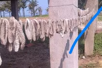 Nguy cơ gì khiến hàng ngàn hải sâm dạt vào bờ?