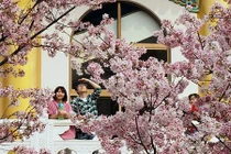 Ngắm hoa anh đào nở rộ đẹp như tiên cảnh