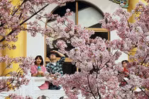 Ngắm hoa anh đào nở rộ đẹp như tiên cảnh