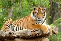 3 tháng tới, 3 tuổi chuột sa chĩnh gạo, tiền chảy vào nhà