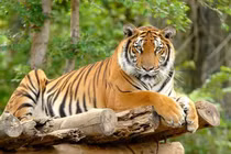 3 tháng tới, 3 tuổi chuột sa chĩnh gạo, tiền chảy vào nhà