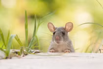 Cá chép hóa rồng: 4 con giáp hốt vàng, hốt bạc đầu năm 2024