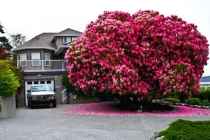 3 thứ này trong nhà càng to càng giàu, con cháu đời đời thịnh