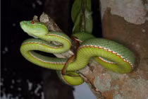 "Thập đại độc xà" đáng sợ nhất Việt Nam, đoạt mạng người trong nháy mắt 