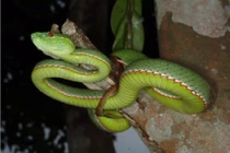 "Thập đại độc xà" đáng sợ nhất Việt Nam, đoạt mạng người trong nháy mắt 