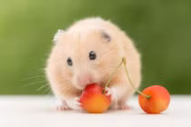 Nghênh đón Thần Tài, 60 ngày tới 4 con giáp giàu lên chóng mặt 