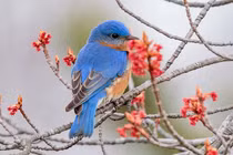 Qua Thanh minh, 4 con giáp đắc tài đắc lộc, dễ kiếm bộn tiền