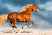 Trời ban đại lộc, 3 con giáp tiền về tíu tít từ 17/3