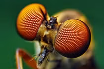 Vì sao muỗi luôn tìm thấy bạn, dù trốn đến đâu chăng nữa?