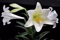 Từ tháng 4-9/2024: 3 tuổi phú quý trải đường, đón mưa tiền tài