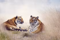 Thần Tài điểm danh, 3 tuổi hái vàng, hái bạc suốt tháng 5 Âm