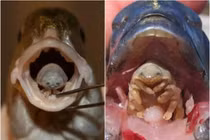 Sinh vật đáng sợ, chui vào miệng ăn lưỡi vật chủ và thay thế