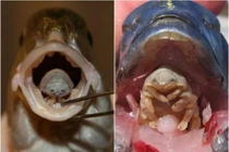 Sinh vật đáng sợ, chui vào miệng ăn lưỡi vật chủ và thay thế