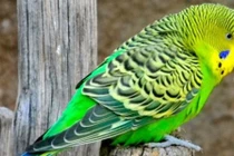 Loài chim đẹp gây mê, biết nói tiếng người được săn lùng nhiều nhất