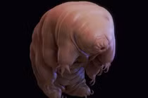 Dựng tóc gáy với ảnh phóng đại loài gấu nước - "sinh vật bất tử”