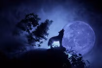 Vì sao loài sói thường hú vào Mặt trăng?