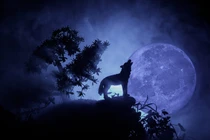 Vì sao loài sói thường hú vào Mặt trăng?