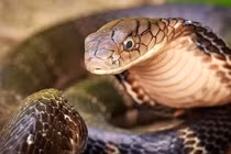 Top 7 loài rắn cực độc ở Việt Nam, nhìn thấy nhanh tránh xa 